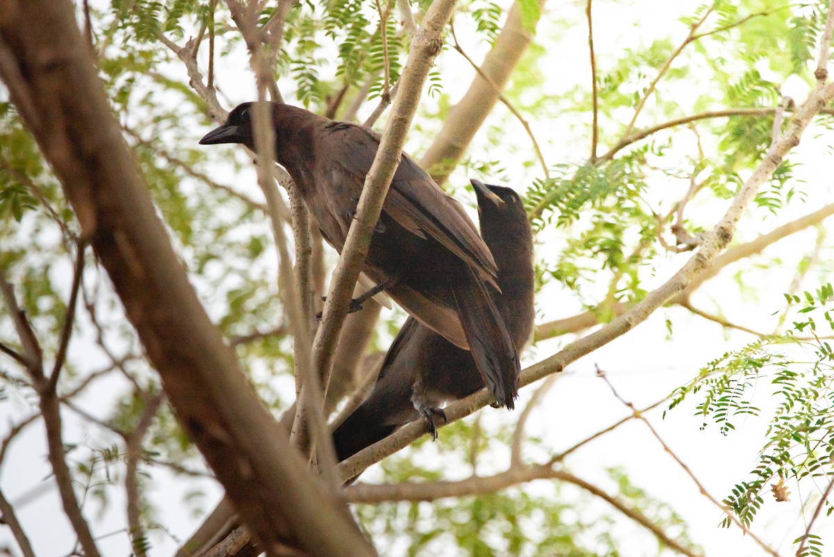 Purplish Jay - Mery Haro