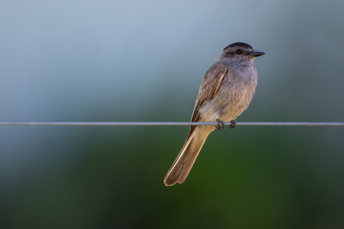 Crowned Slaty Flycatcher - ML315336161