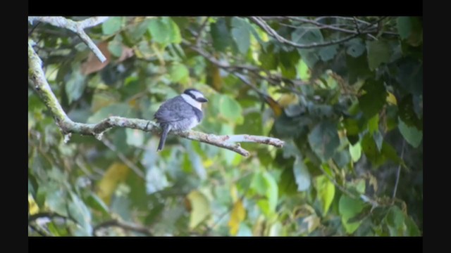 White-necked Puffbird - ML315337091