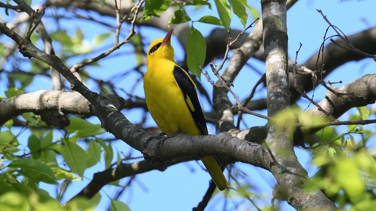 Indian Golden Oriole - Mallika Rajasekaran