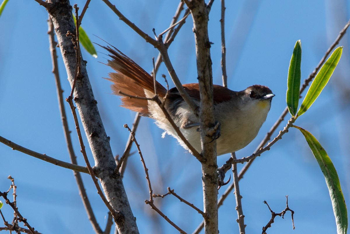 Yellow-chinned Spinetail - ML315337601