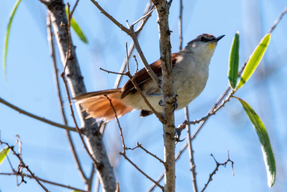 Yellow-chinned Spinetail - ML315337611
