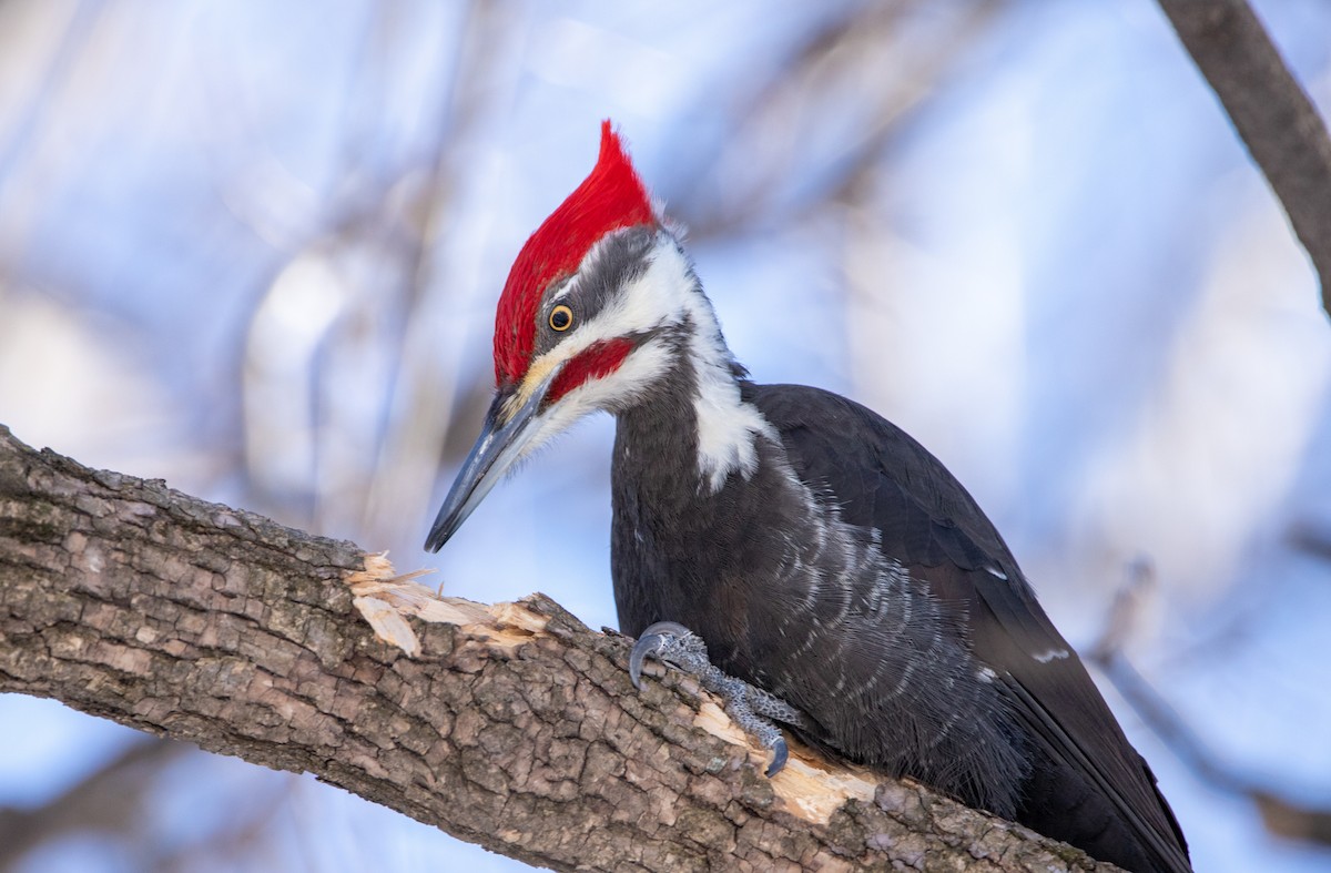 Pileated Woodpecker - ML315338221