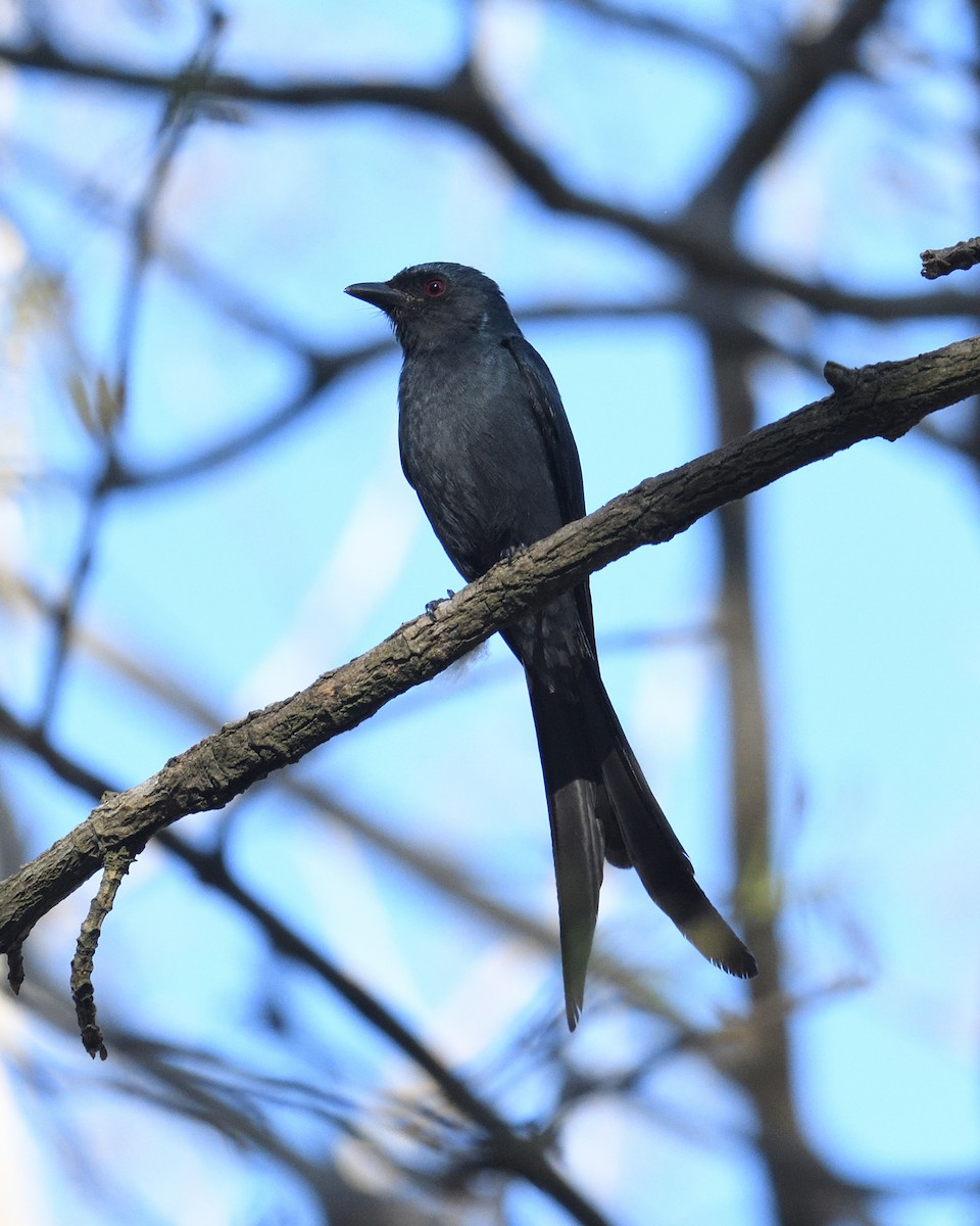 Ashy Drongo - ML315339101