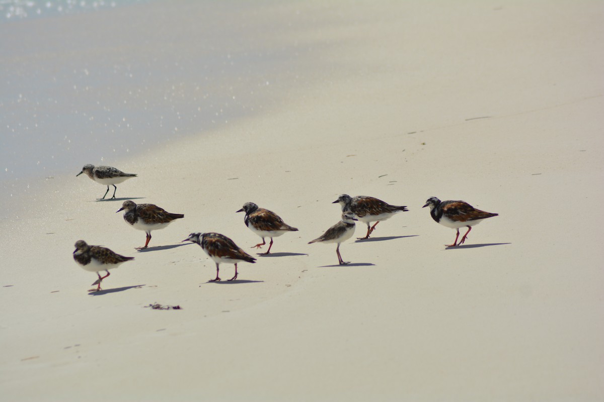 Sanderling - Keith M Kemp