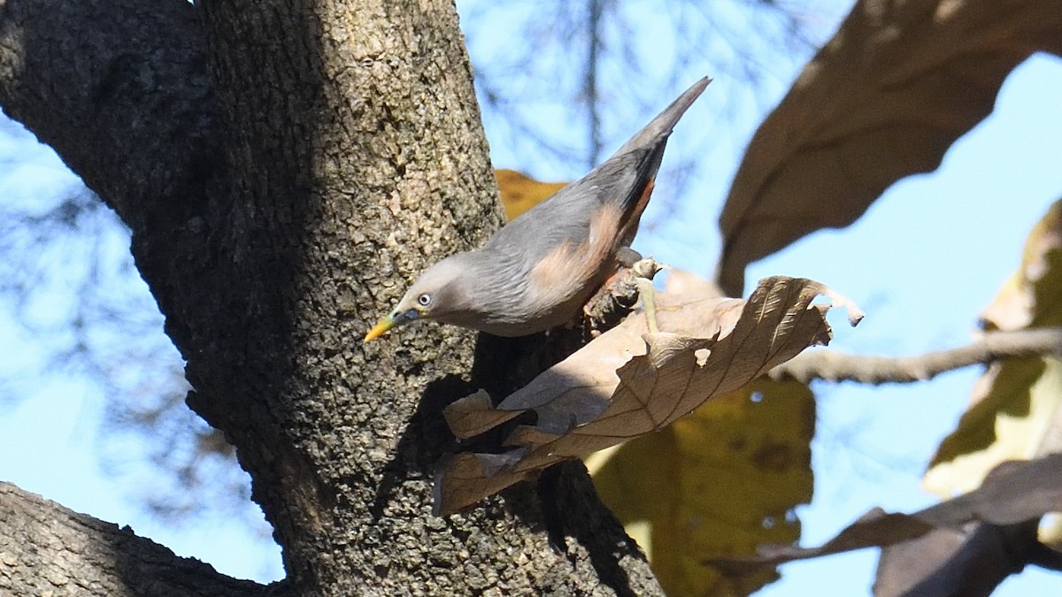 Chestnut-tailed Starling - ML315339231