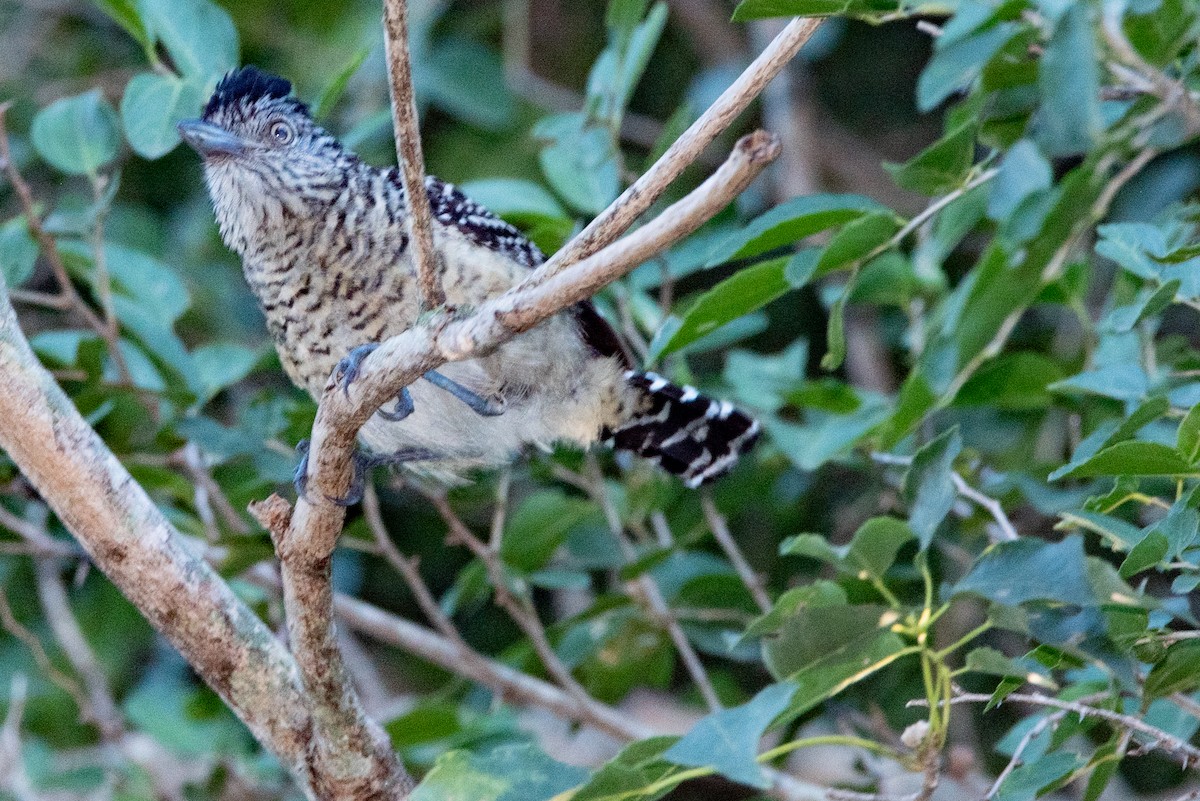 Barred Antshrike - ML315339931