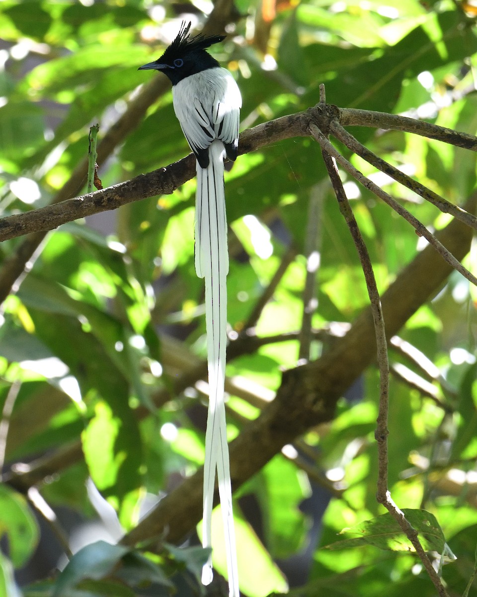 Indian Paradise-Flycatcher - ML315339961