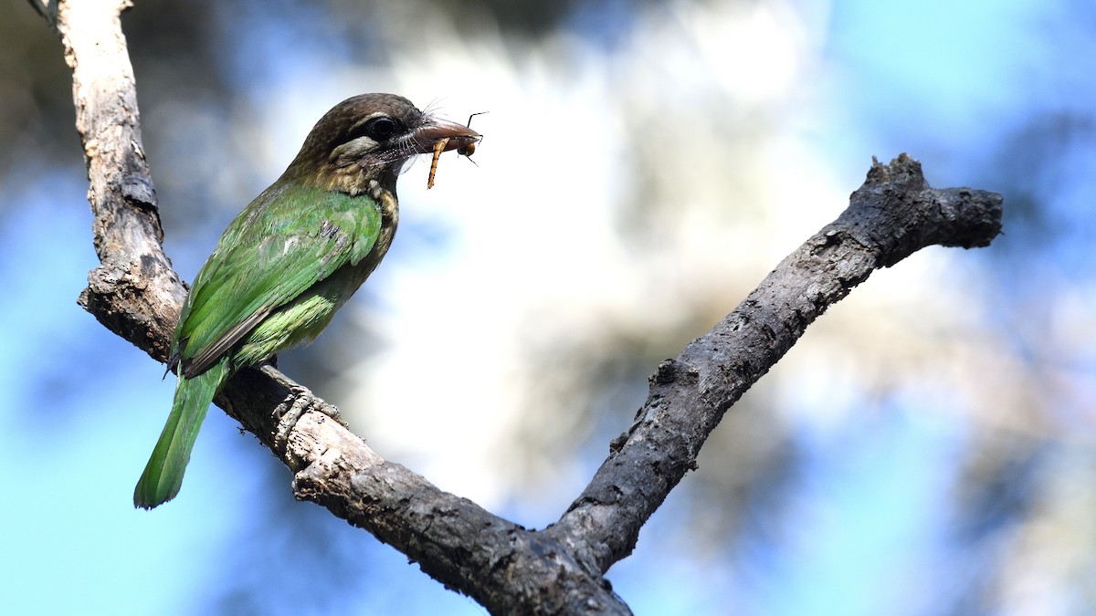 White-cheeked Barbet - ML315340281