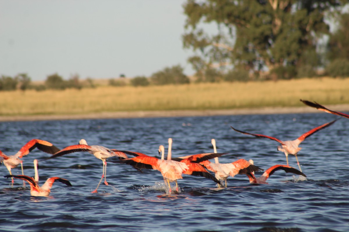 Chilean Flamingo - ML315341011