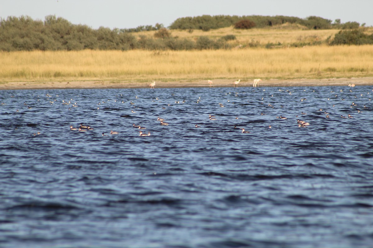 Silvery Grebe - ML315341071