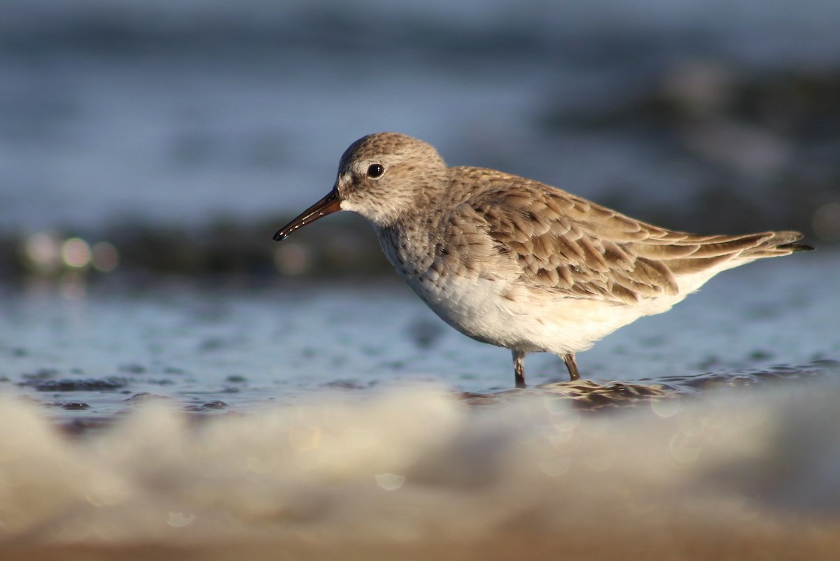 White-rumped Sandpiper - ML315341081