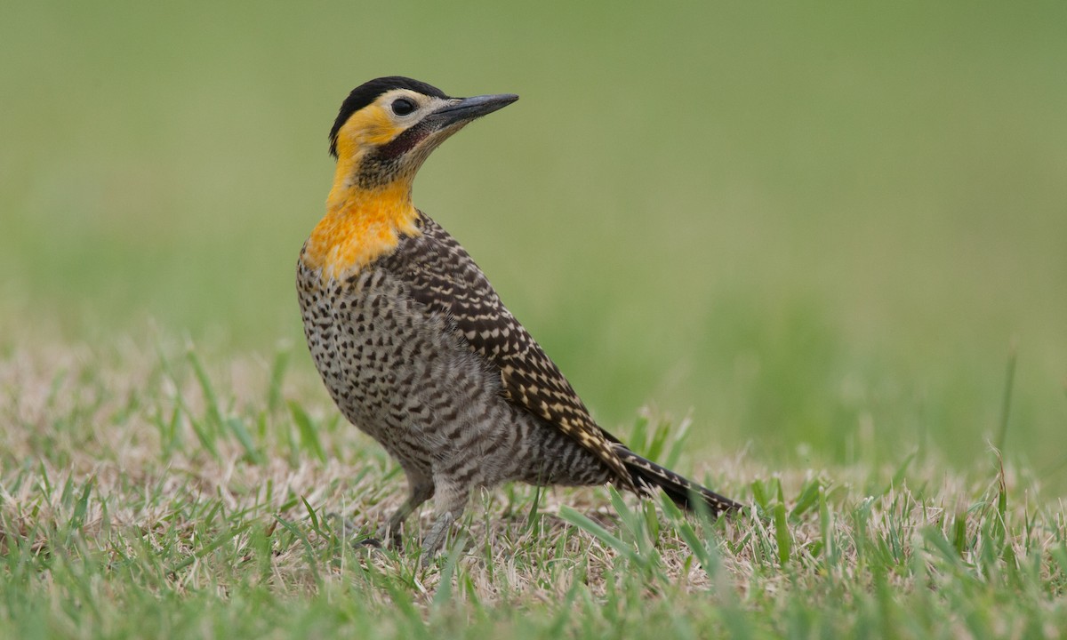 Campo Flicker - Chris Wood