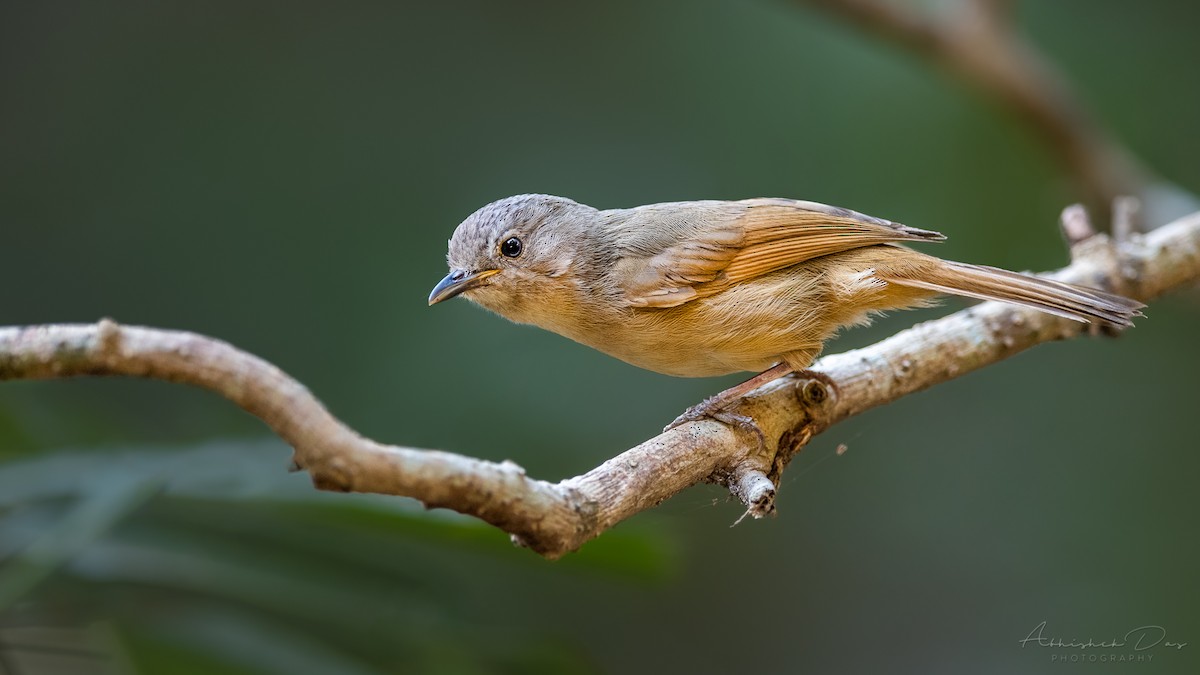 Brown-cheeked Fulvetta - ML315345271