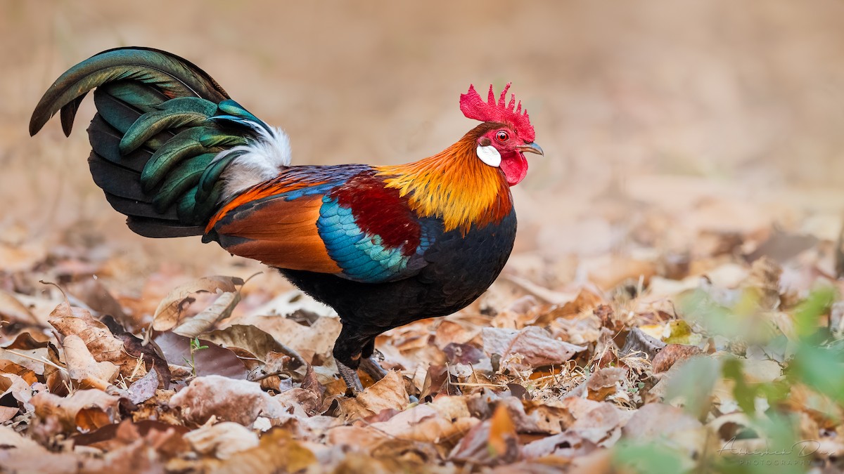 Red Junglefowl - Abhishek Das