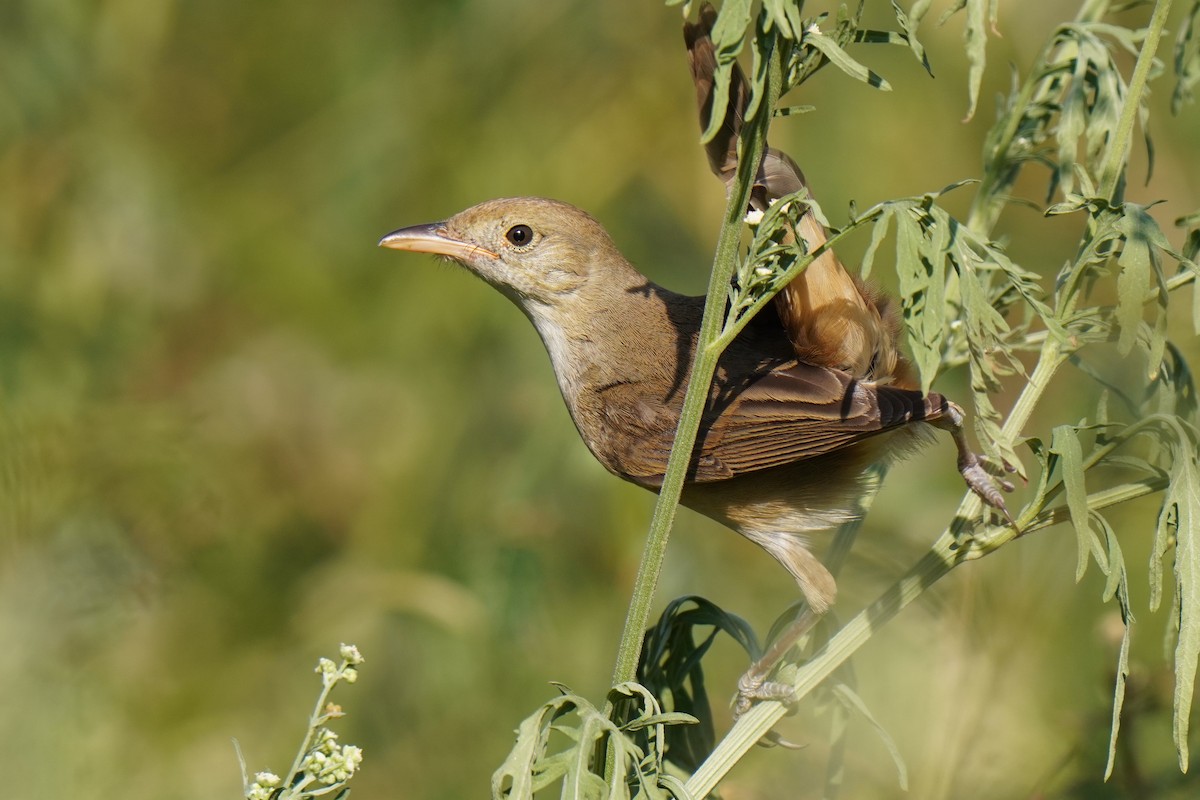 Thick-billed Warbler - ML315345741