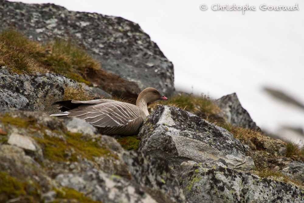 Pink-footed Goose - Christophe Gouraud