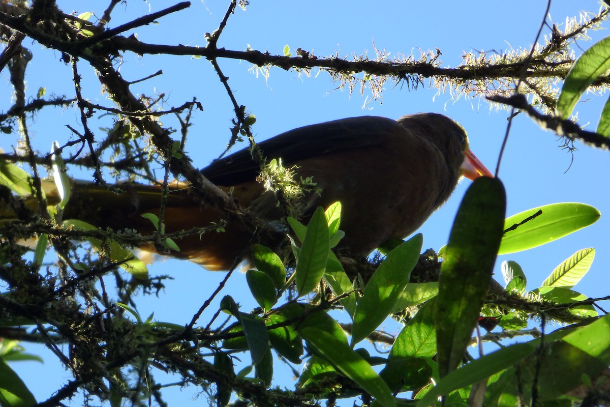 Russet-backed Oropendola - ML315346031