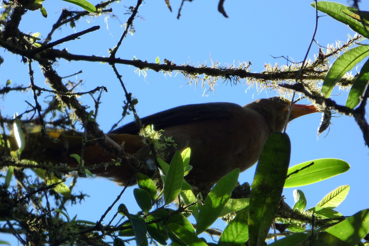 Russet-backed Oropendola - ML315346041
