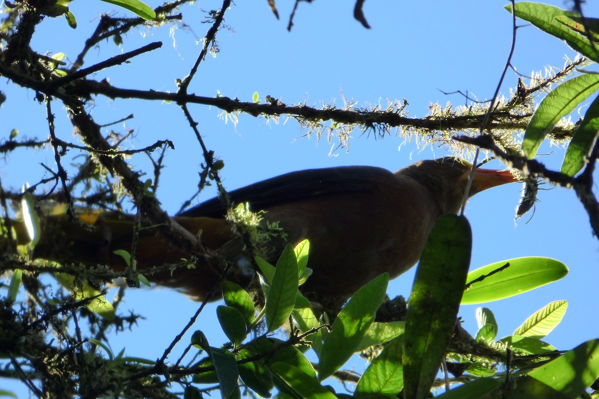 Russet-backed Oropendola - ML315346041