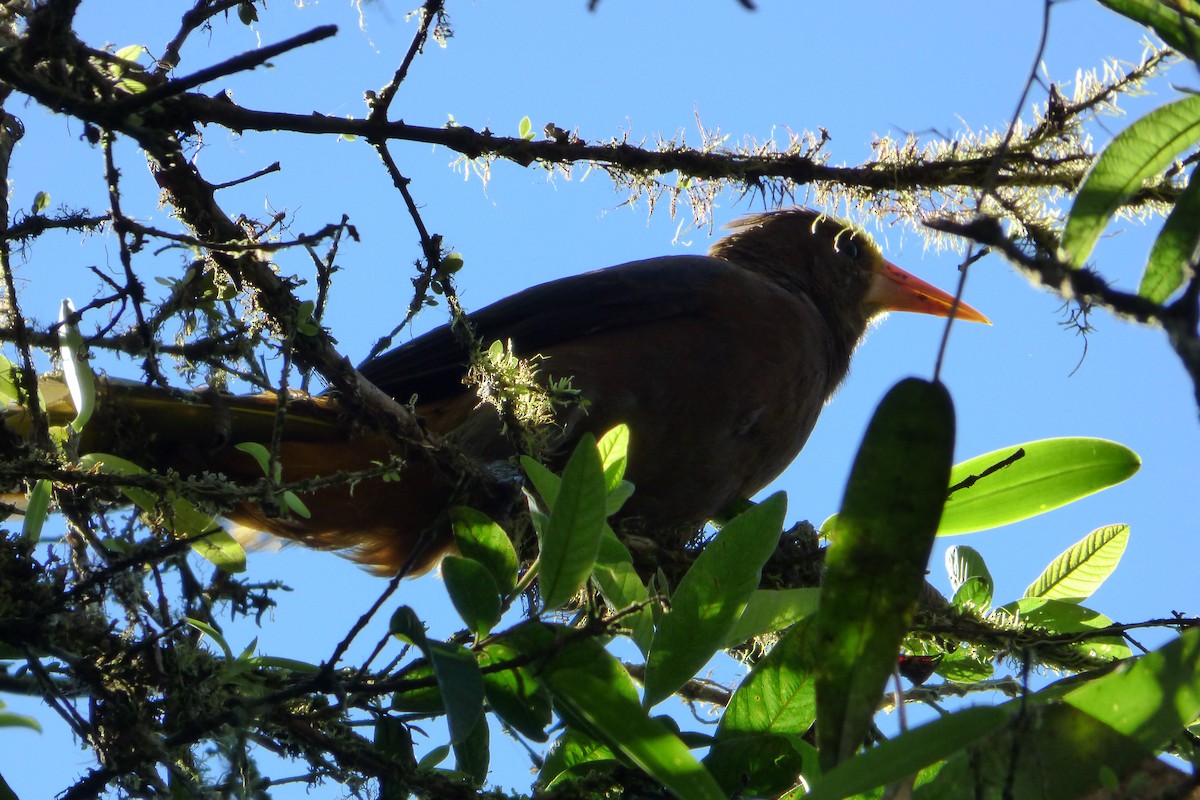 Russet-backed Oropendola - Juan Manuel Pérez de Ana