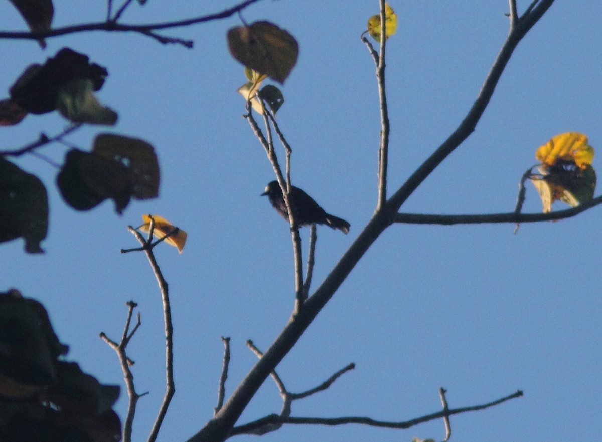 White-fronted Tit - William Price