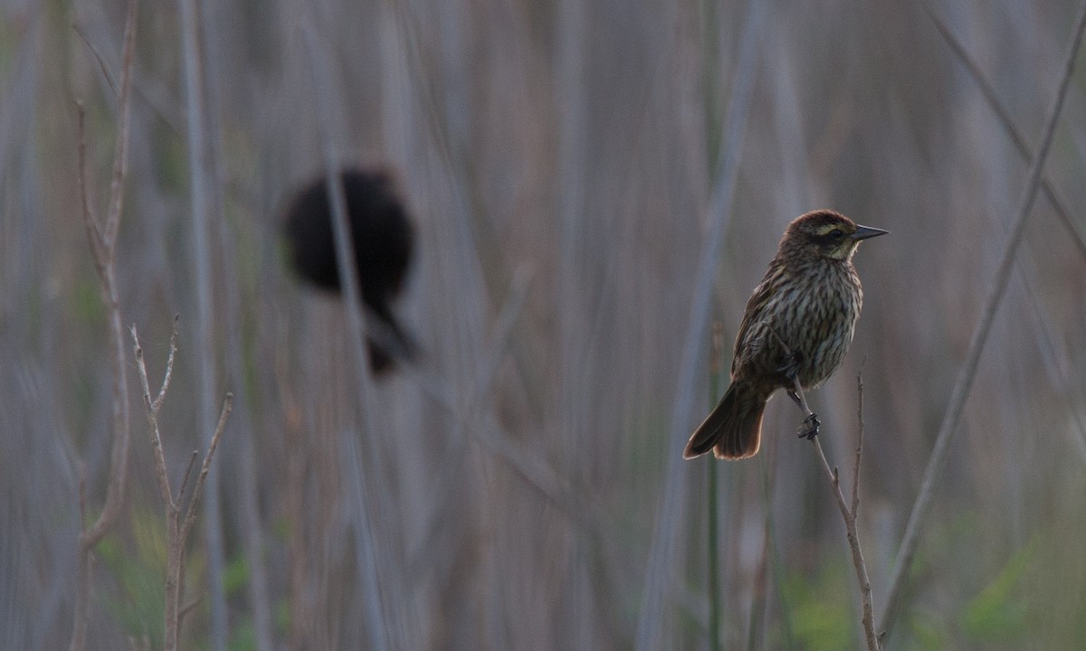 Yellow-winged Blackbird - Chris Wood