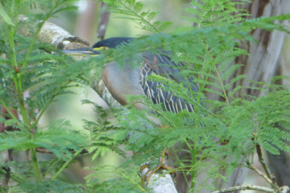 Striated Heron - ML315346471