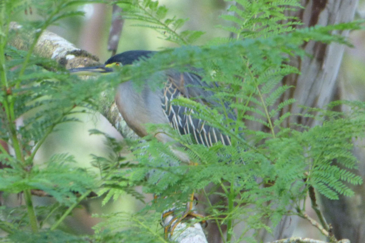 Striated Heron - ML315346491