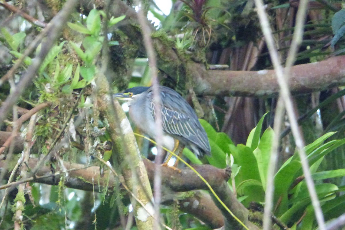 Striated Heron - Juan Manuel Pérez de Ana