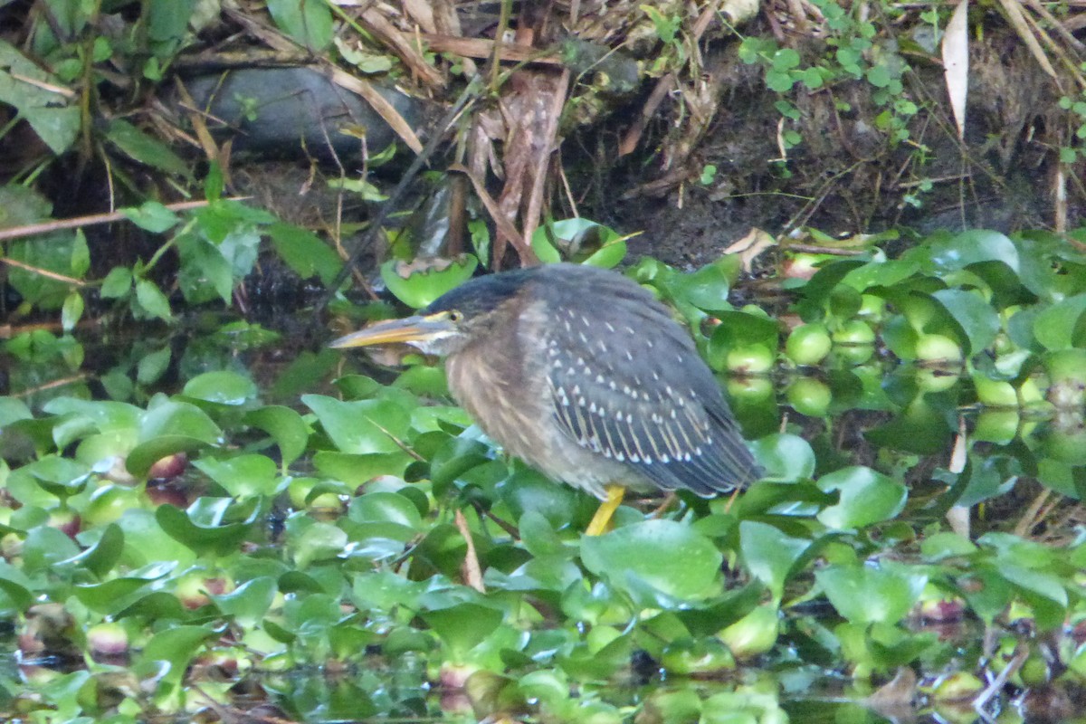 Striated Heron - Juan Manuel Pérez de Ana