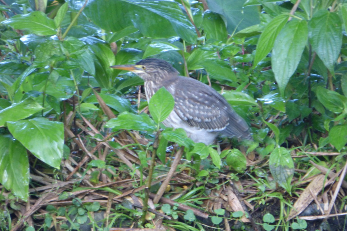 Striated Heron - ML315346531