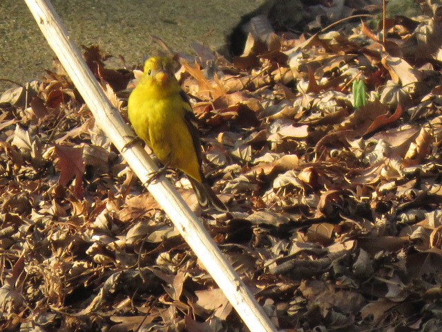 Western Tanager - ML315346571