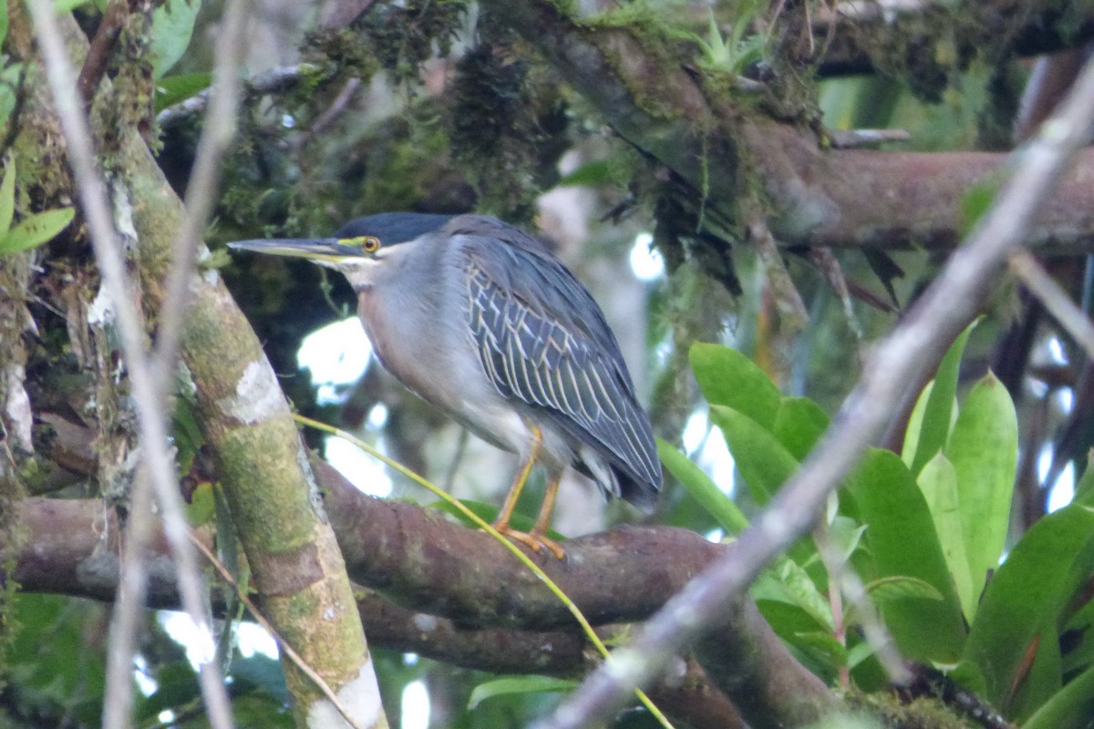 Striated Heron - ML315346631