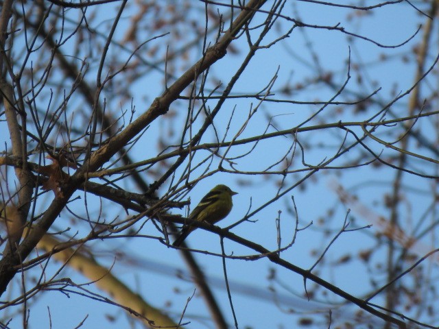 Western Tanager - ML315346691