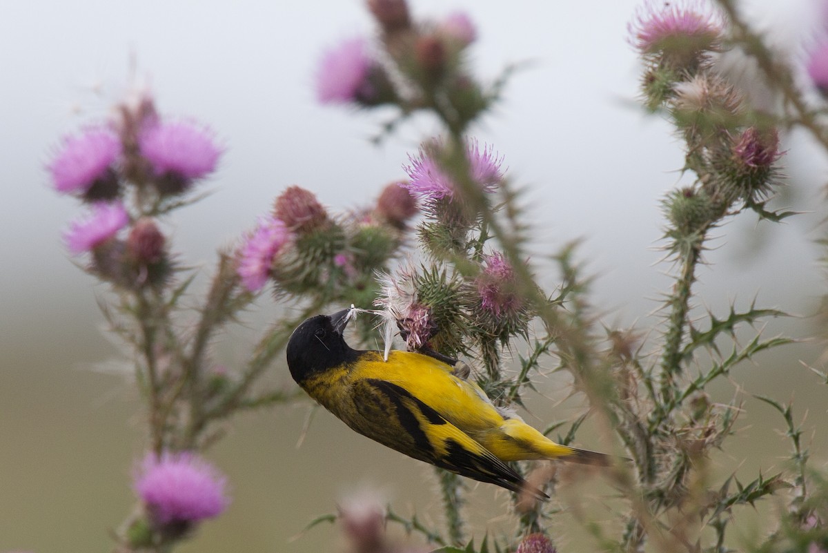 Hooded Siskin - ML31534721