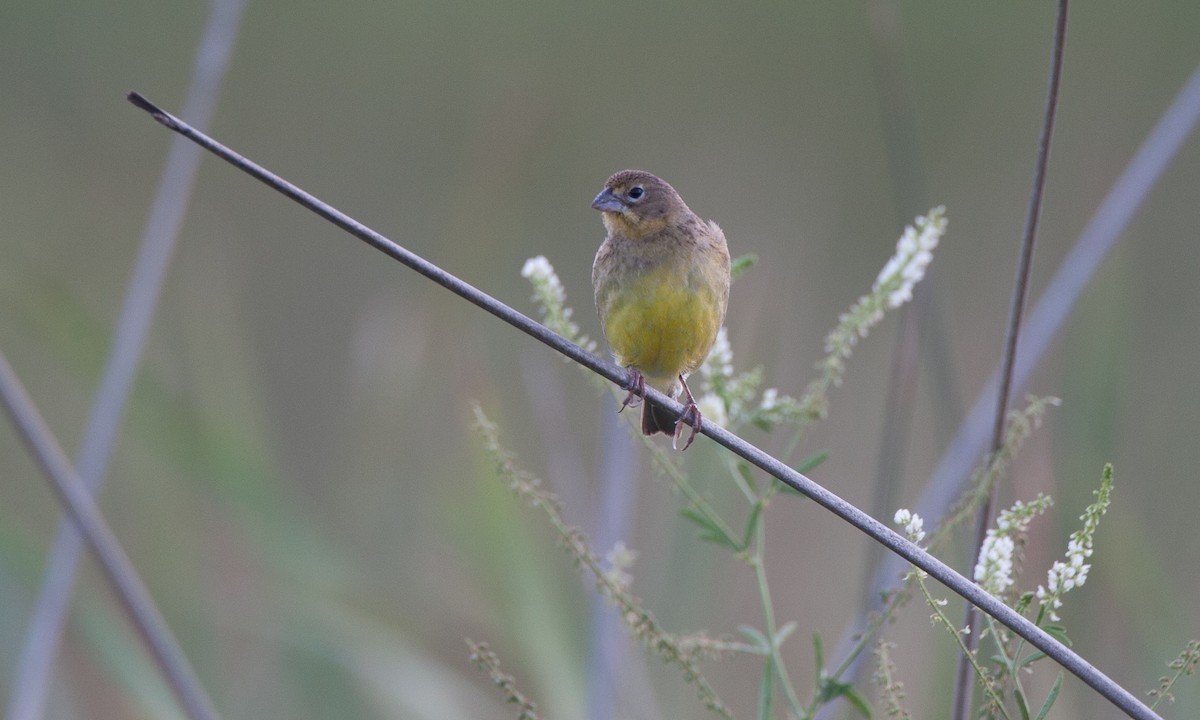 Grassland Yellow-Finch - ML31534731