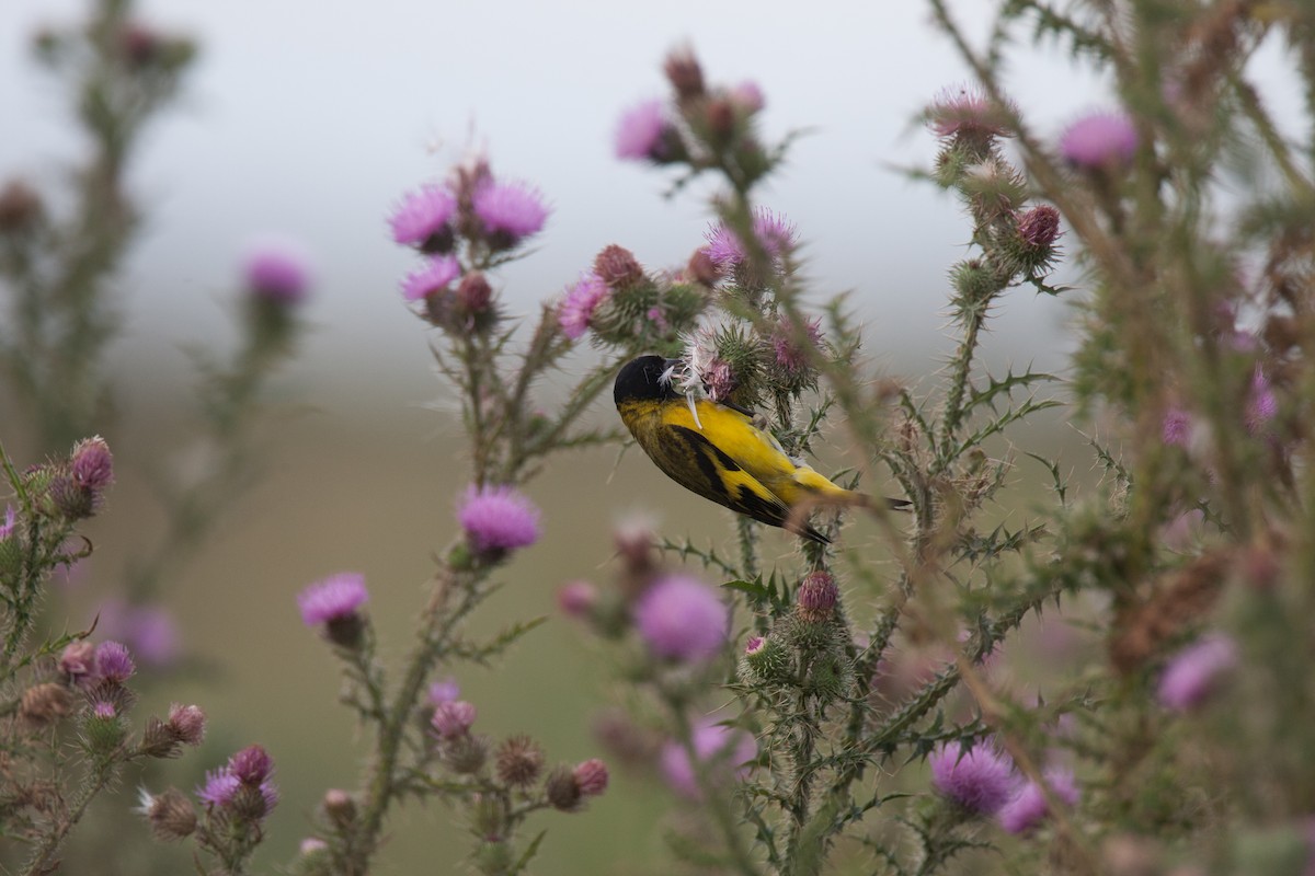 Hooded Siskin - ML31534741