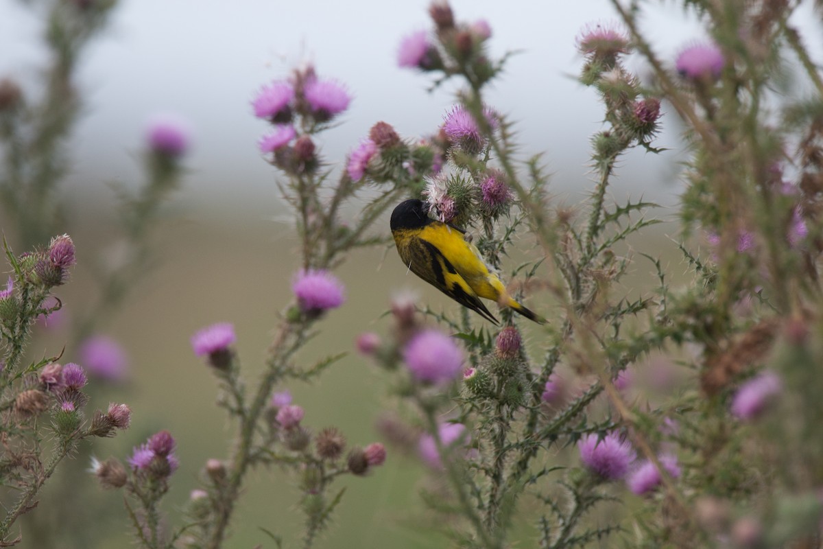 Hooded Siskin - Chris Wood