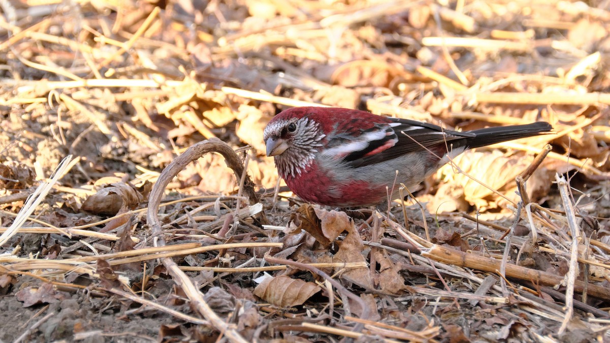 Three-banded Rosefinch - ML315348531