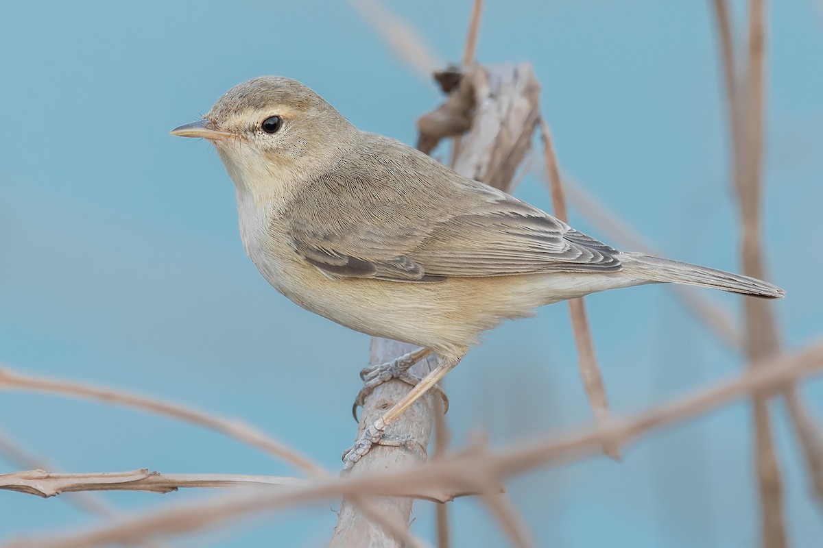Booted Warbler - ML315349061