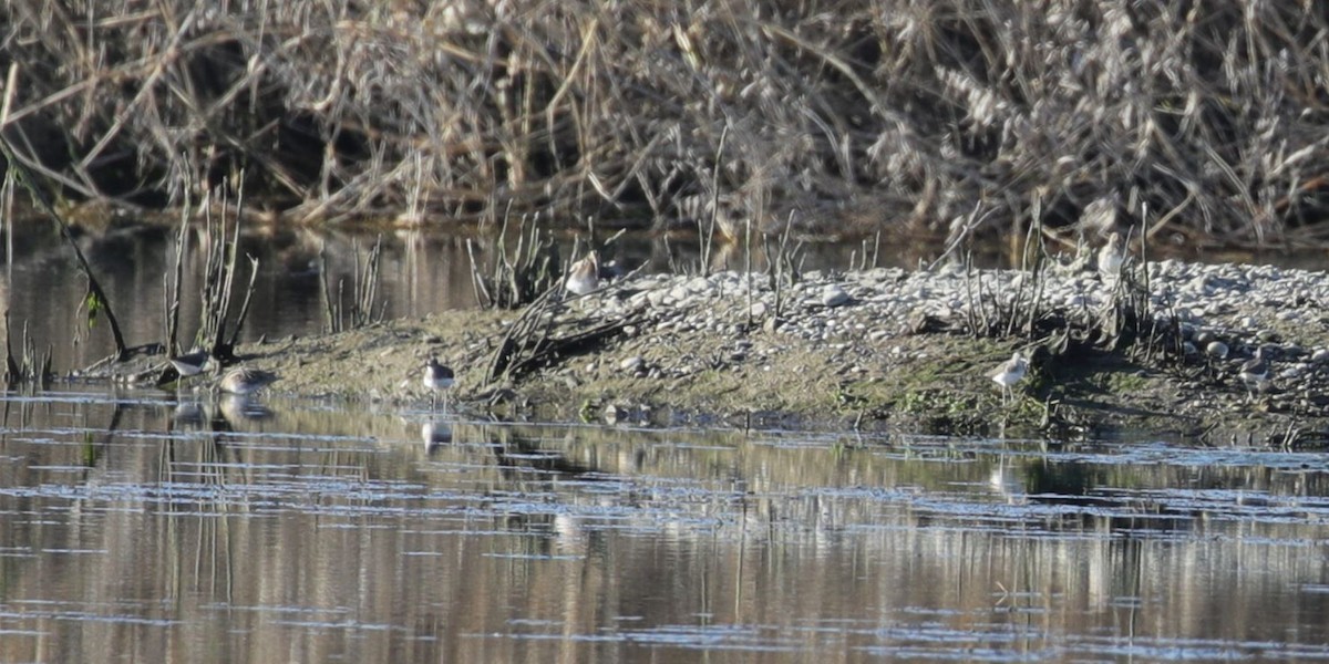 Common Snipe - ML315349611