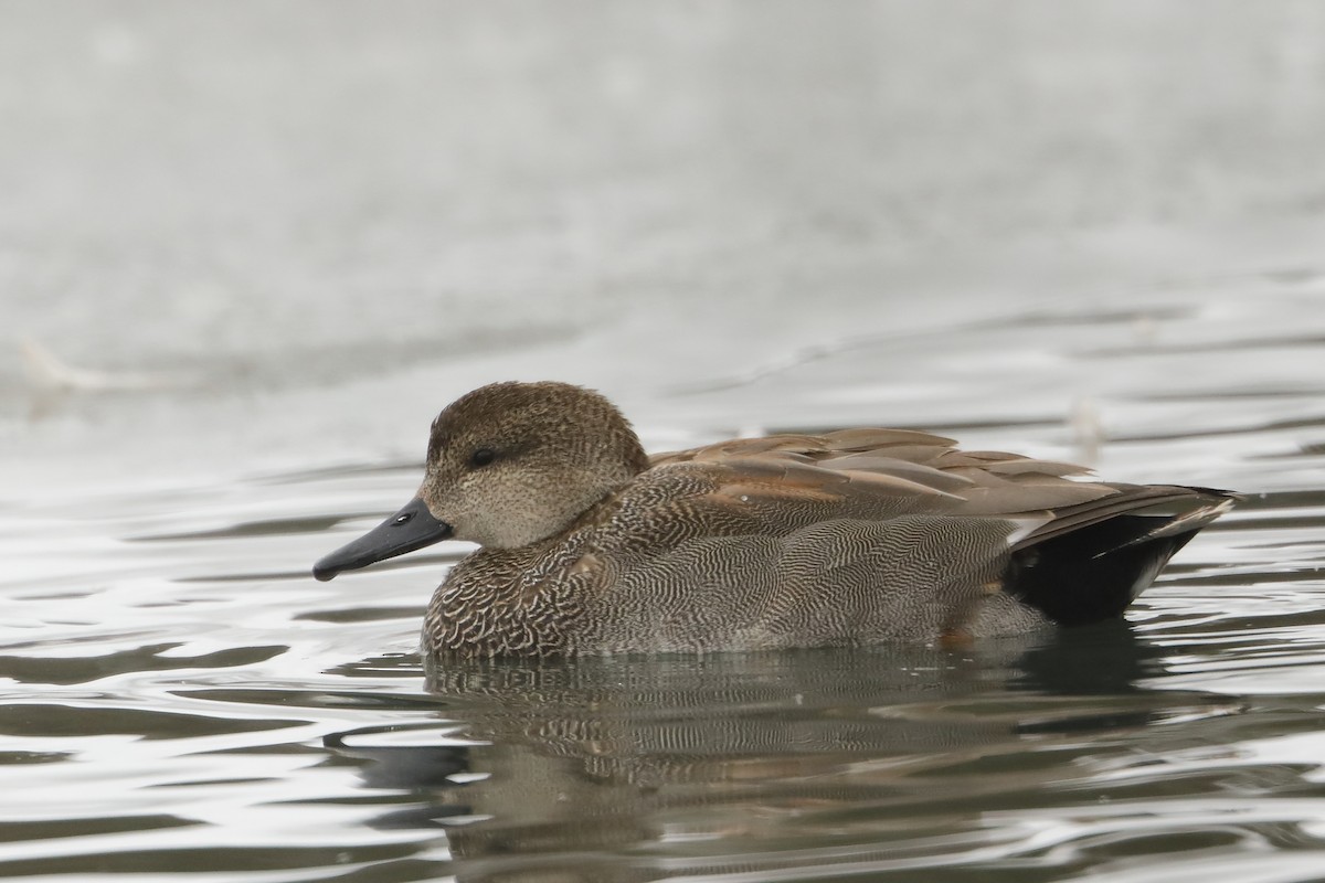 Gadwall - ML315350141