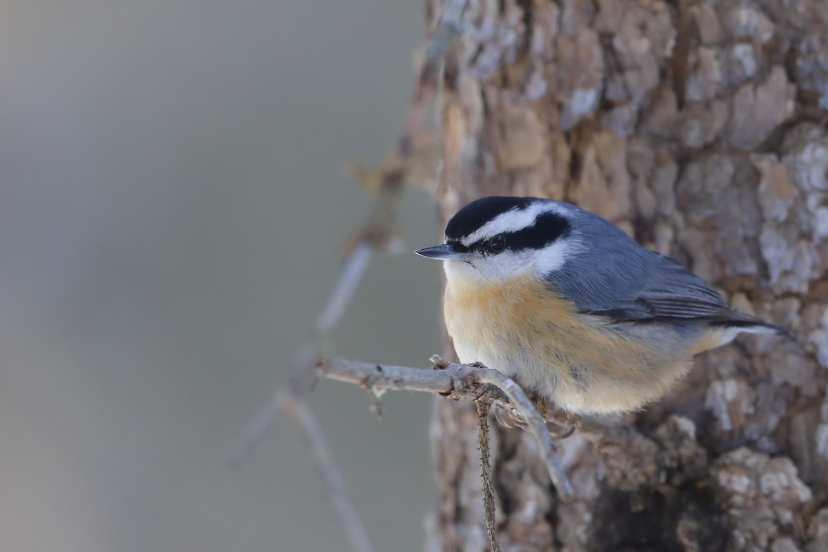 Red-breasted Nuthatch - ML315350741
