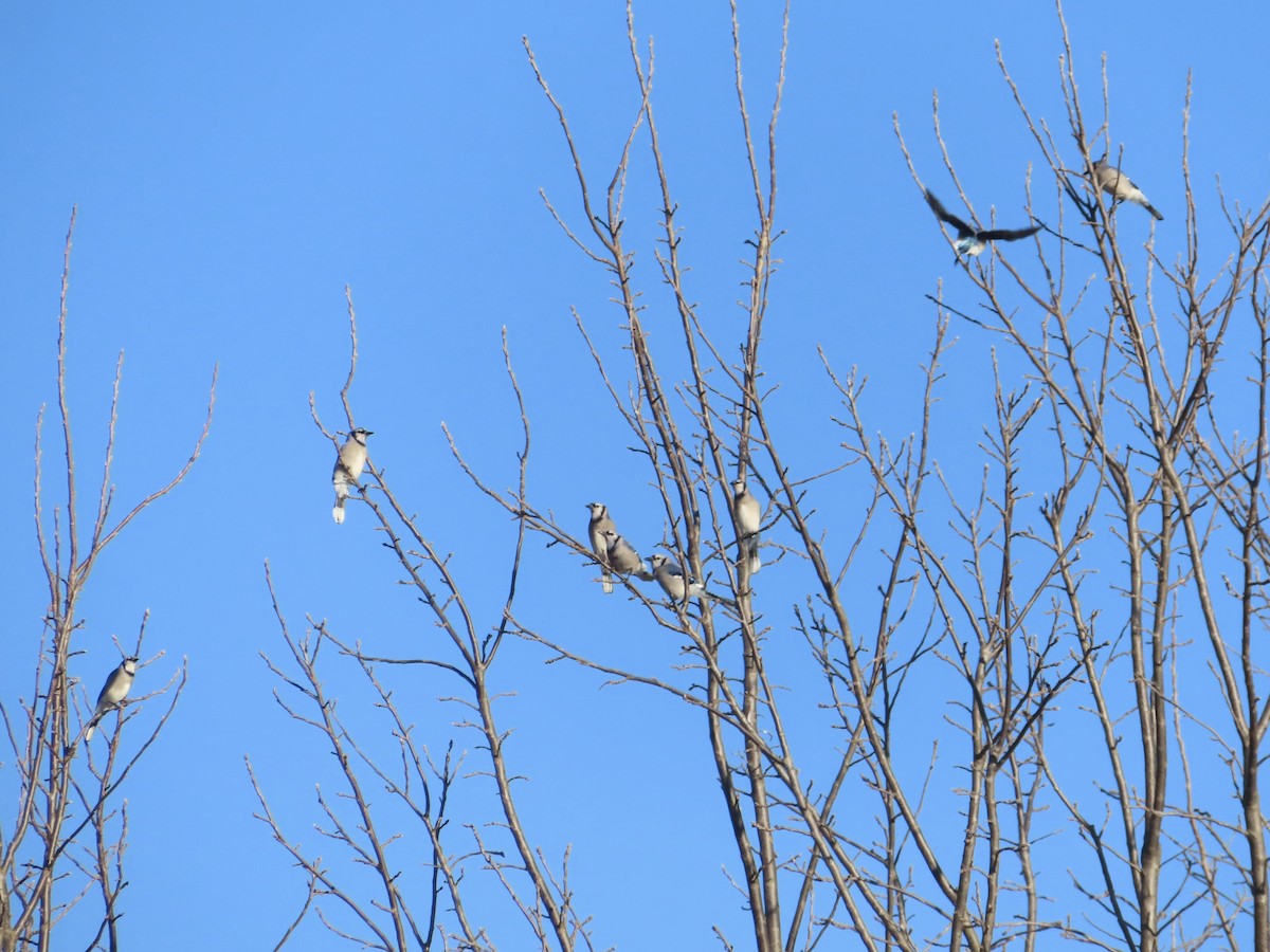 Blue Jay - ML315351251