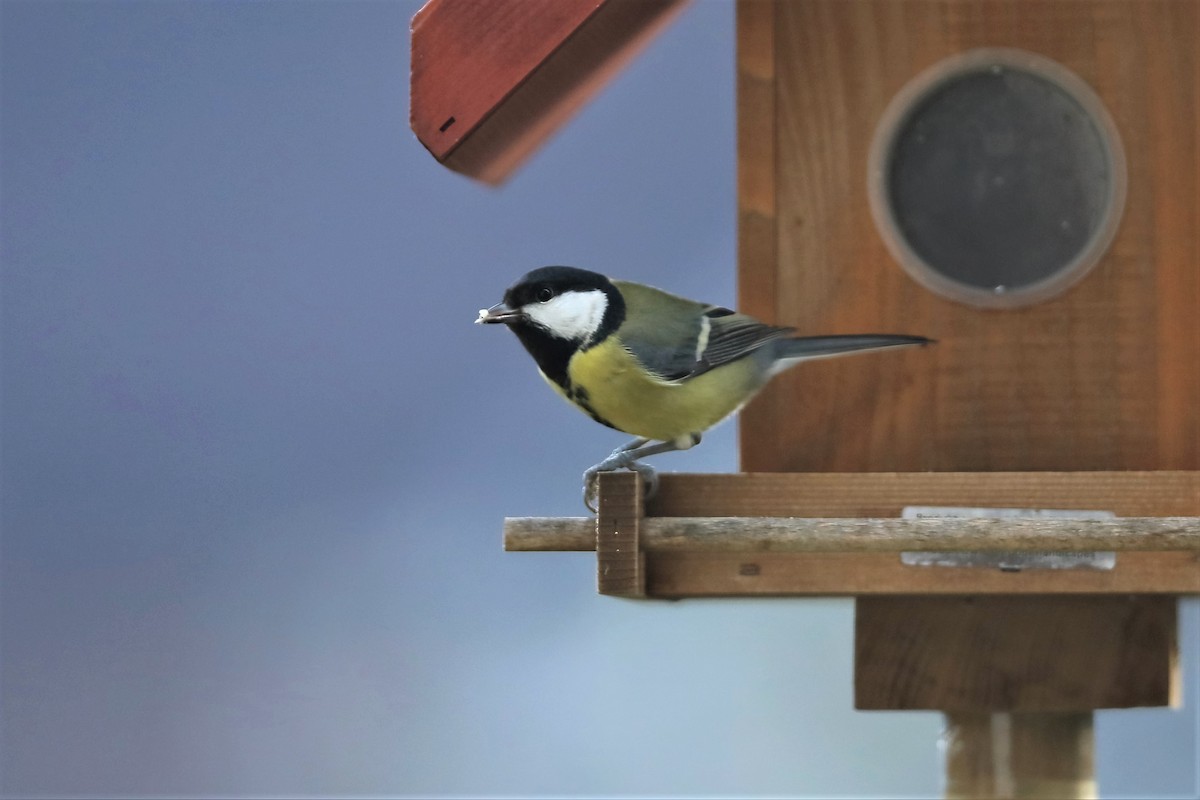 Great Tit - ML315351301