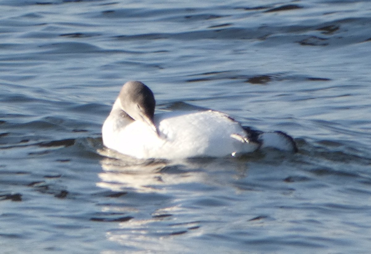 Red-throated Loon - ML315352821