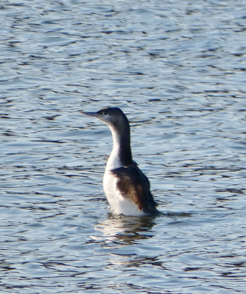 Red-throated Loon - ML315352841