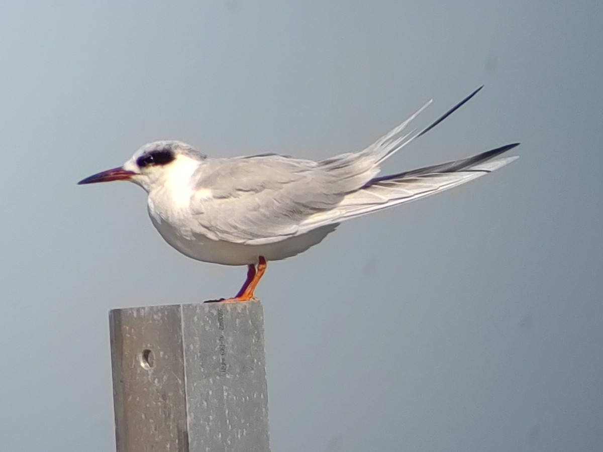 Forster's Tern - ML315353131