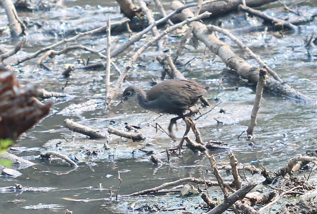 Brown Crake - Jagat Flora